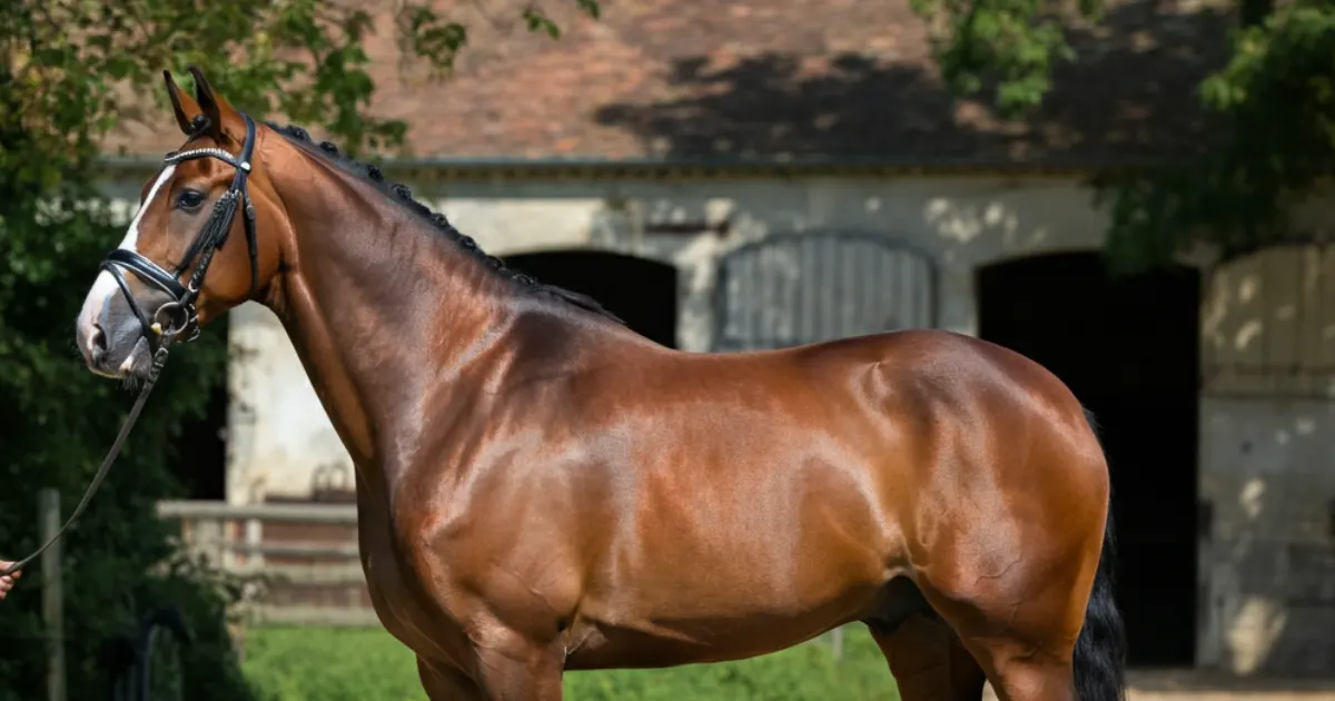 cheval de base